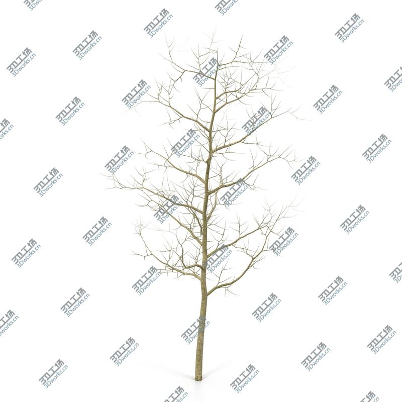 images/goods_img/2021040165/Winter Trees Collection/2.jpg